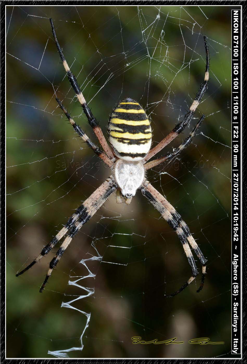 Argiope bruennichi